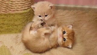 What happens when a biped tries to break up a fierce fight between little milk cats?