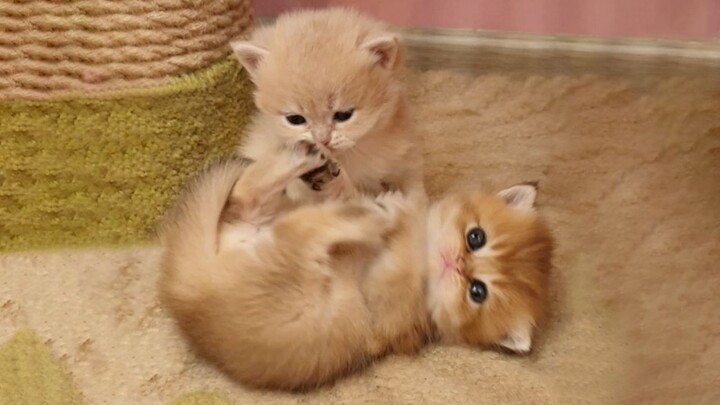 What happens when a biped tries to break up a fierce fight between little milk cats?