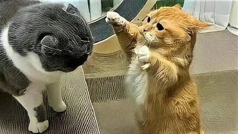 Funny Animal Videos 2022 ๐๐ / Cute and Funny animals Videos Compilation vol 22 - Bilibili Funny Animal Videos 2022 ๐๐ / Cute and Funny animals Videos Compilation vol 22 - Bilibili