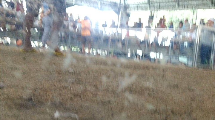 roldan backyard,fyp,