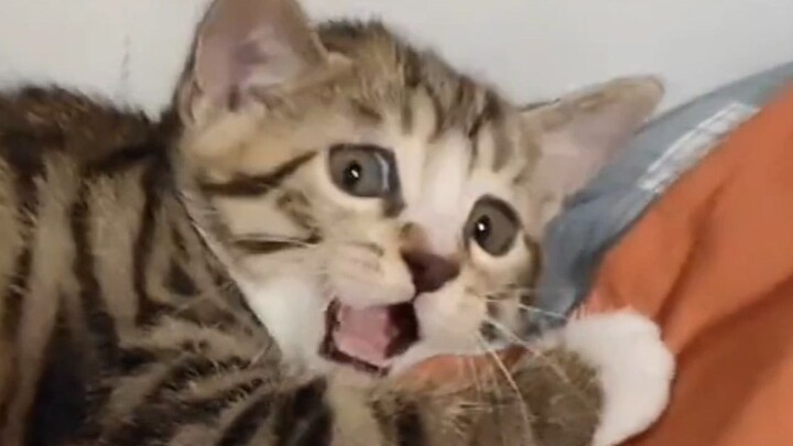 “I want to see the cats in your photo albums.”