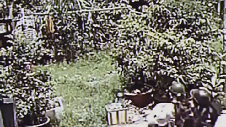 video lucu random ngakak