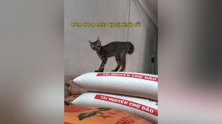 Càng ngày thấy nó càng khùng mọi người ạ 😄 meow cat thucung cute catbaby meocon