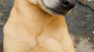 #anjing
