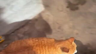 My neighbor borrowed my cat to catch mice