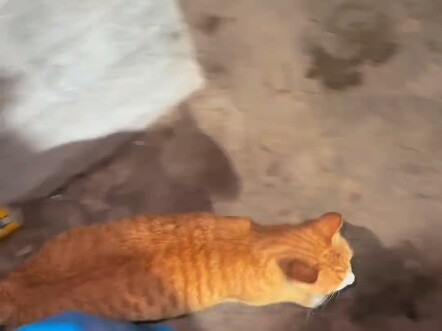 邻居借我家猫去抓老鼠