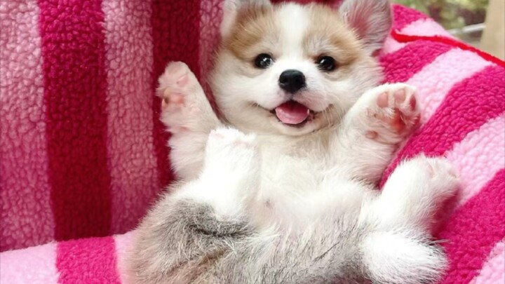 🐶 Super cute little Alaskan is here! 🐶