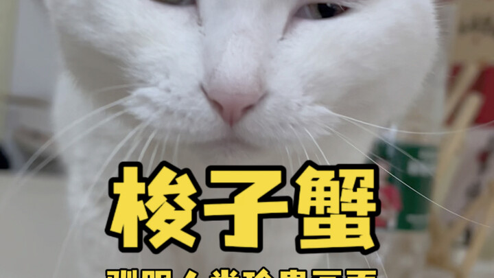 It’s getting hard to explain—my cat really does understand human speech. Even though many people say