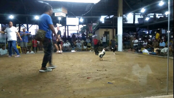 Pa champion Draw. using my grey strain cross Capistrano gold grey Kenny Evert. Small but terrible