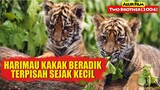 Kisah Harimau Kakak Beradik Yang Terpisah Sejak Kecil | Alur Cerita Film TWO BROTHER (2004)