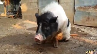 น้องรวยหมูอ้วนฉลาดหรอ ๒ #น่ารัก #สัตว์ #สนุก