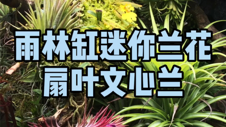 Akuarium hutan hujan anggrek mini: Oncidium fan‑leaf