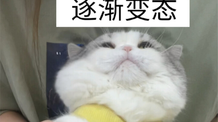 เพื่อนๆ ที่เลี้ยงแมวต้องลองดูเลย! นุ่มสบายสุดๆ!
