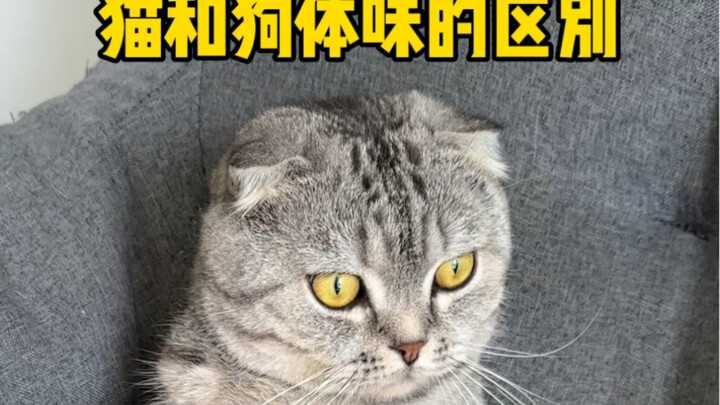 Apakah hewan peliharaan kucing dan anjing di rumah Anda juga berbau seperti ini? #CatatanKeseharianH