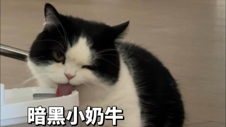 Evil Cow Cat—this guy really lives up to the “contrast” vibe 🍙