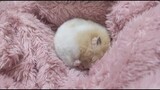 Thú cưng bò sát|Chú hamster dễ thương