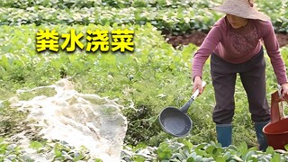 老一辈人都用粪水浇菜，为何专家却表示，粪水浇菜有害不能吃？