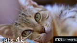 Cats 4k (Ultra HD)