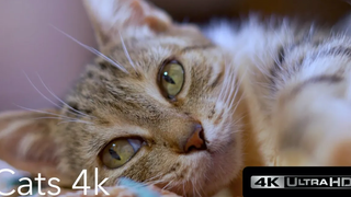 Cats 4k (Ultra HD)