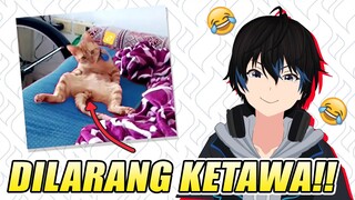 MUSTAHIL NAHAN KETAWA (challenge) - KUCING INI MENJILAT ANUNYA SENDIRI