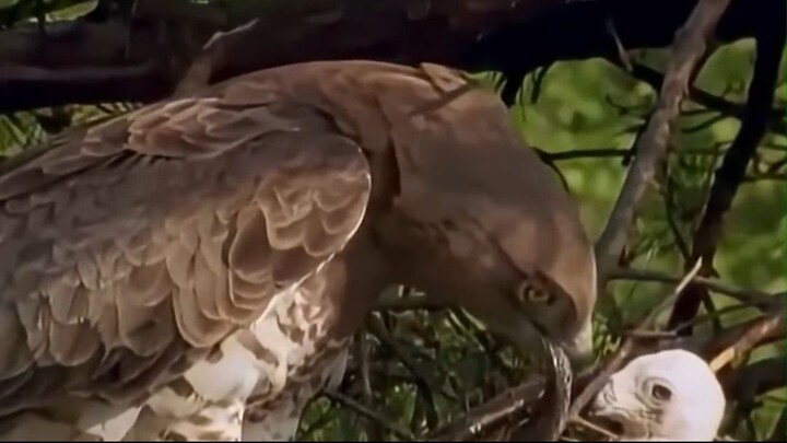 ¡El Águila Come-Serpientes! El Depredador que Caza Más de 1.000 Serpientes para