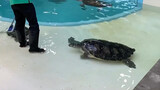 While the staff was cleaning the water tank, the turtles came over to give them a back rub.
