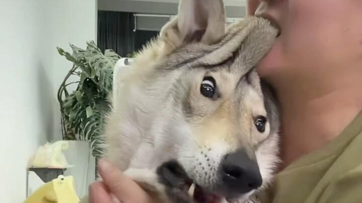 เวอร์ชันเต็ม (ใจของน้องหมาอยู่บนหน้าเลย)