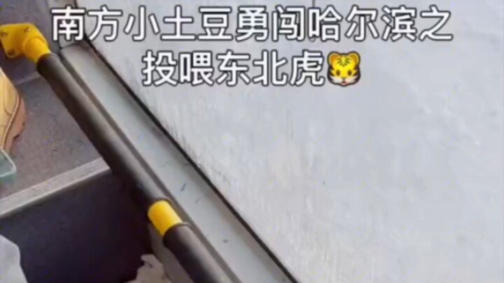 南方小土豆勇闯哈尔滨#野生动物零距离#东北虎#哈尔滨#东北的冬天