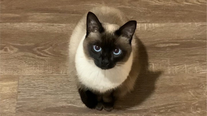 Logic Cat is a magical creature.