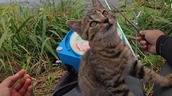 Memberi ikan hasil pancingan kepada kucing kecil, ternyata ia malah menggigitku sekali.
