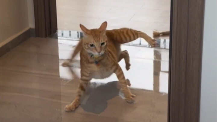 Seperti apa rasanya memiliki seekor kucing oranye yang penuh energi