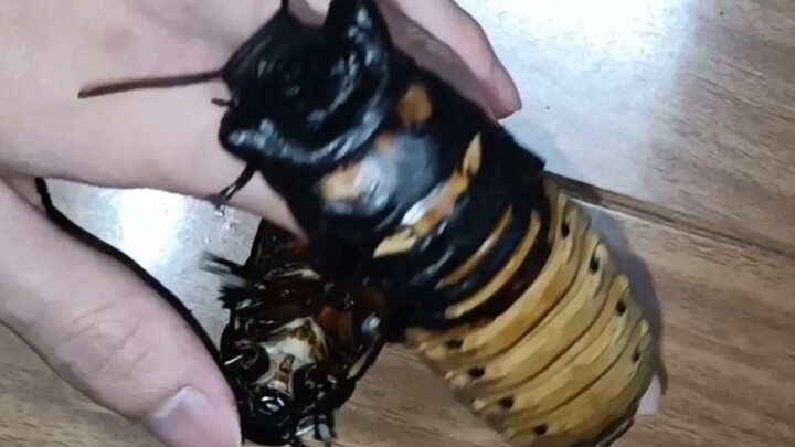 แมลงสาบตัวใหญ่มาก ตัวอ้วนเหมือนหมู แถมยังส่งเสียงร้องได้ด้วย!