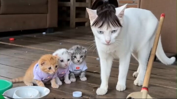 miau miau