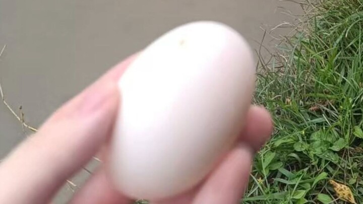 Khi bạn nhặt được trứng trong nước ở trường học