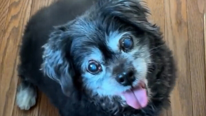 Kakek anjing berusia 24 tahun selalu berpura-pura tegar dan tersenyum di depan tuannya agar tuannya 