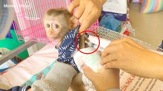 This Morning Mom Bring Princes Maya To Visit Vet To Get The Monkey To Vaccinate