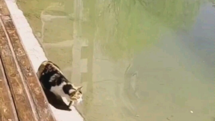 เร็ว  แมว