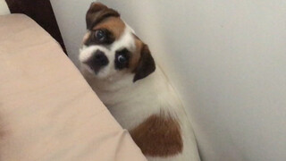 The dog crawled into the crack of the bed and couldn’t get out?