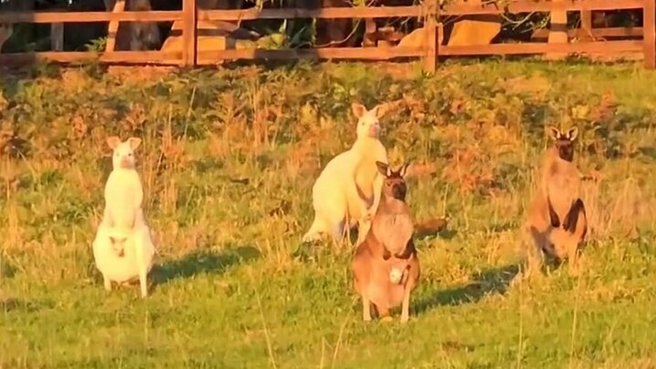 Those amazing animal videos!