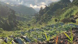 sunset🌹video dari abang