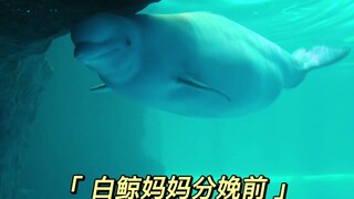How do beluga whales give birth?