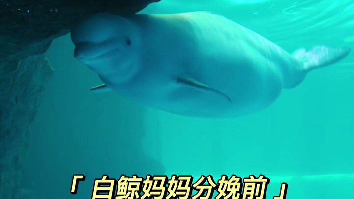 Bagaimana paus putih melahirkan bayi