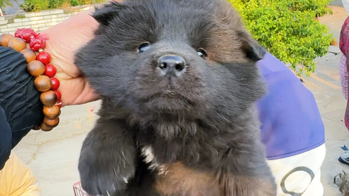 Anjing: Ada janji main-main santai bareng nggak?