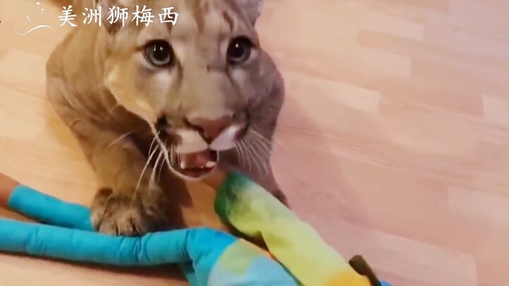 The cougar receives a gift from its dad and even expresses its gratitude.