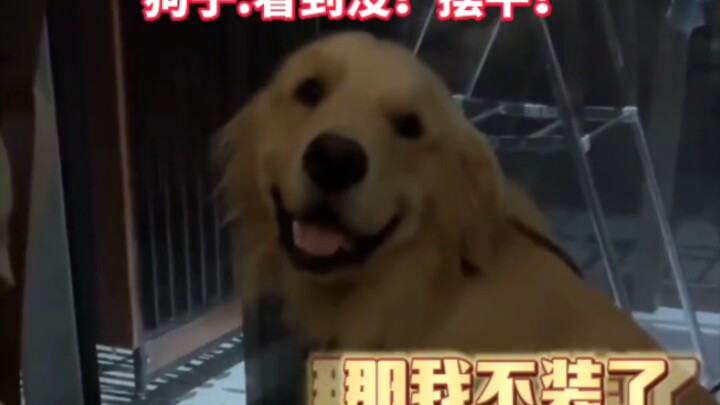 Biểu cảm đáng thương khi bị đánh vì phá nhà khiến ai cũng xót xa, chỉ một giây sau khi chủ đi khỏi đ