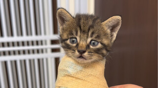 Sekumpulan anak kucing lahir di tengah hujan lebat, salah satunya berdiri dengan lehernya