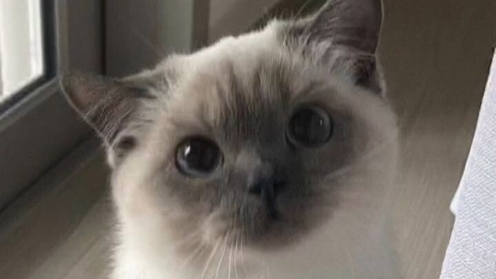 yaya##