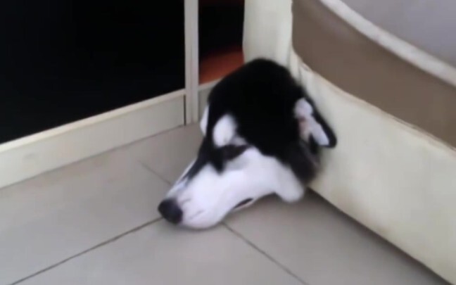 【Funny Videos】Huskies Are God's Drafts for Wolves