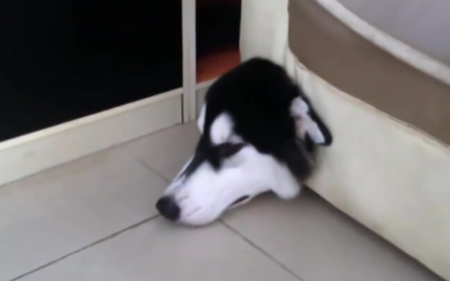 Husky là bản nháp của sói do Chúa tạo ra