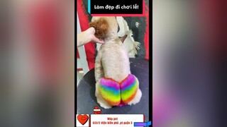 Làm đẹp đi chơi lễ!thúcưng chó_cưng cúncon thú_cưng TikTokDieuKy GocLamDep #30/04#01/05#lễhội lmèo nhuộmkhôngtẩy